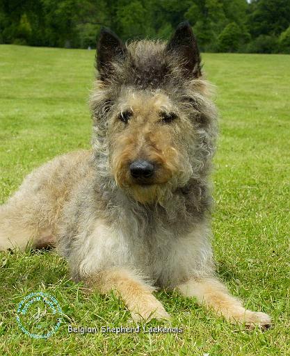 Belgian Shepherd Dog 9W002D-022.JPG